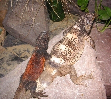 Chewalla  and his pal Grebster