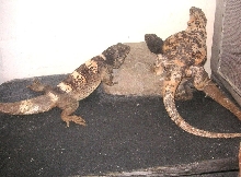 Chewalla , Dapple and Grebster underneath
