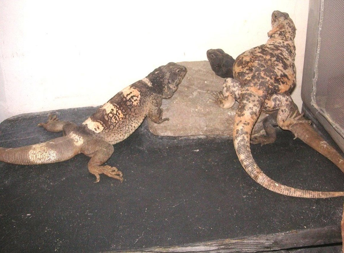 Chewalla , Dapple and Grebster underneath