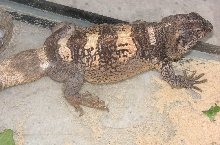 Chewalla male  chuckwalla
