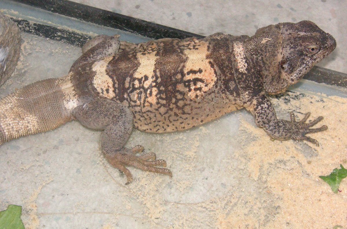 Chewalla male  chuckwalla