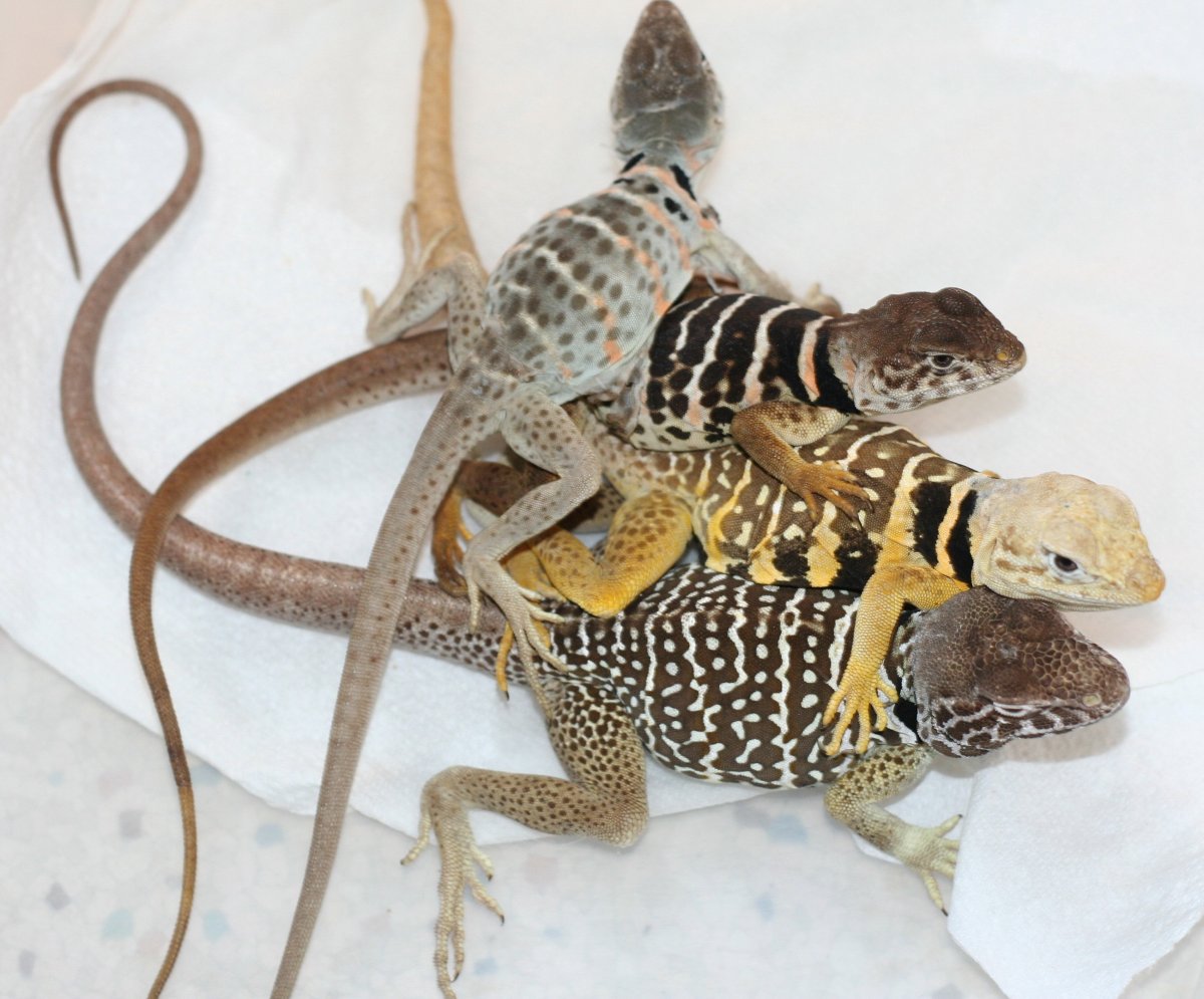 Chino Chia  and daughters Kaboom and Chinoza the hybrid