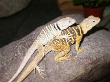 A better size comparison shot