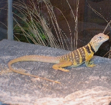 The lovely lady Chia