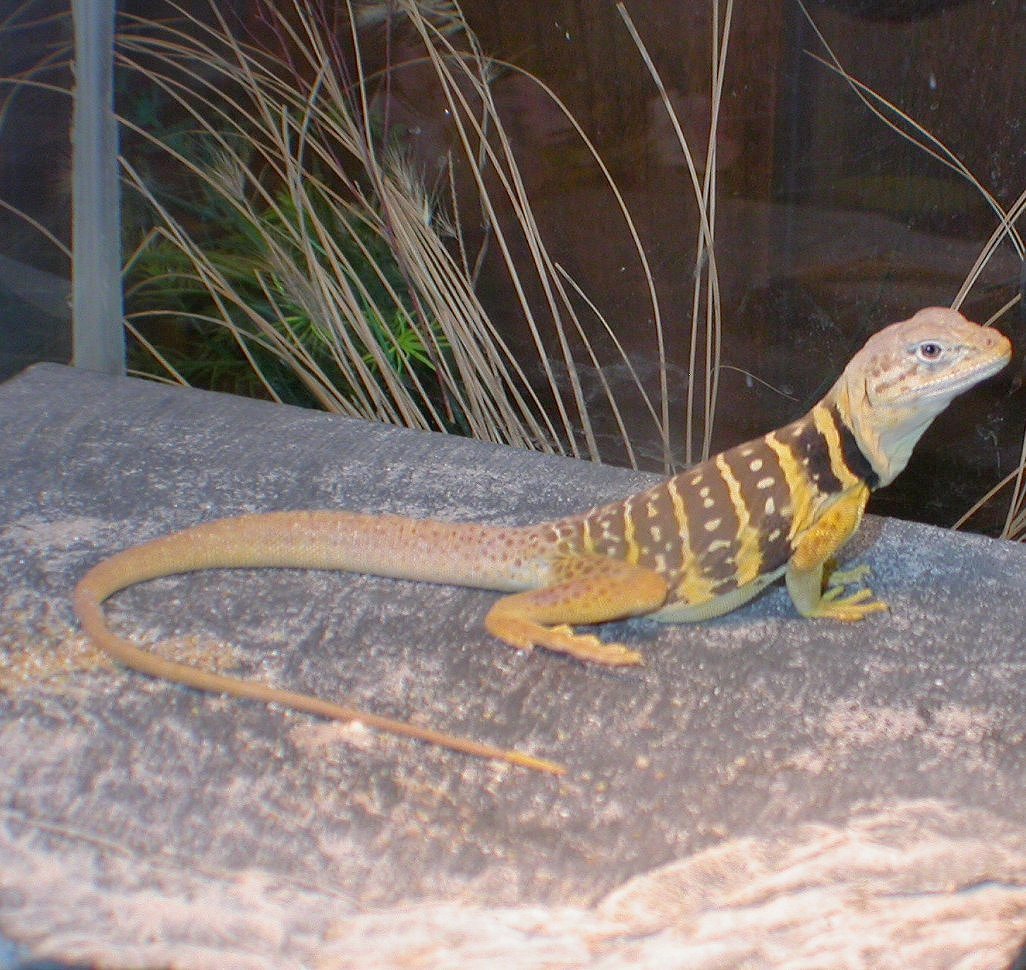 The lovely lady Chia