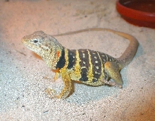Chia getting orange after breeding