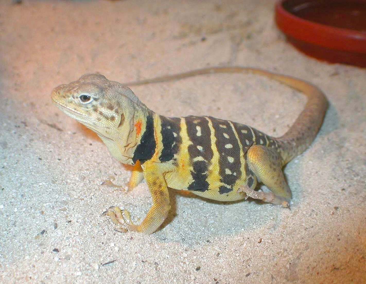 Chia getting orange after breeding