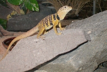 Chia looked cool