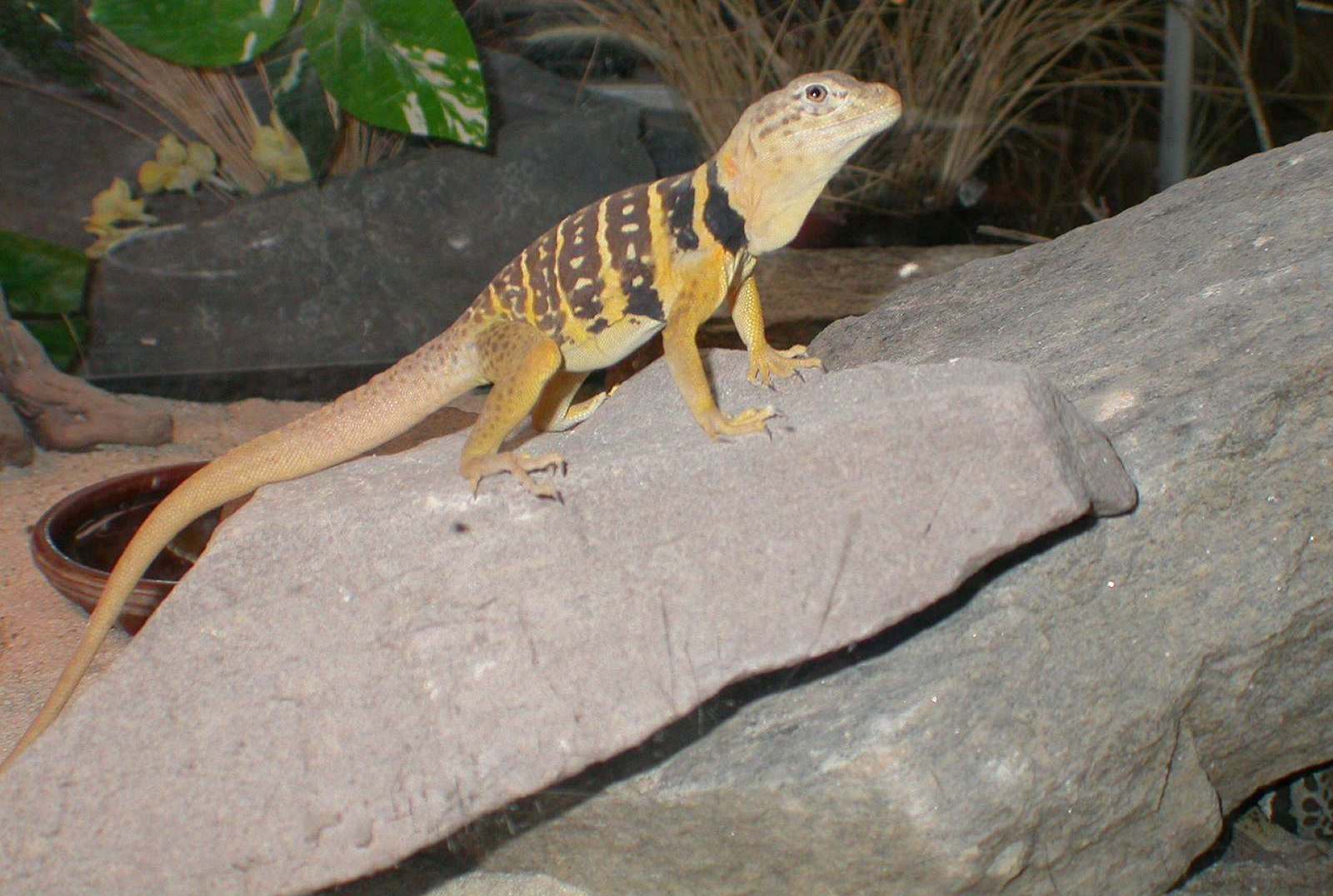 Chia looked cool