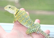 CHICKOA  Big beautiful girl