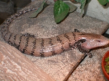 Chicquita