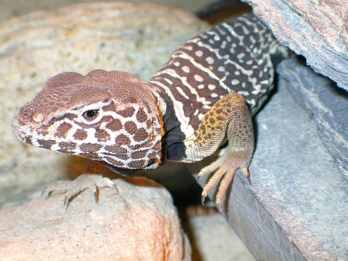 Chino saw his shadow  6 more weeks  >>