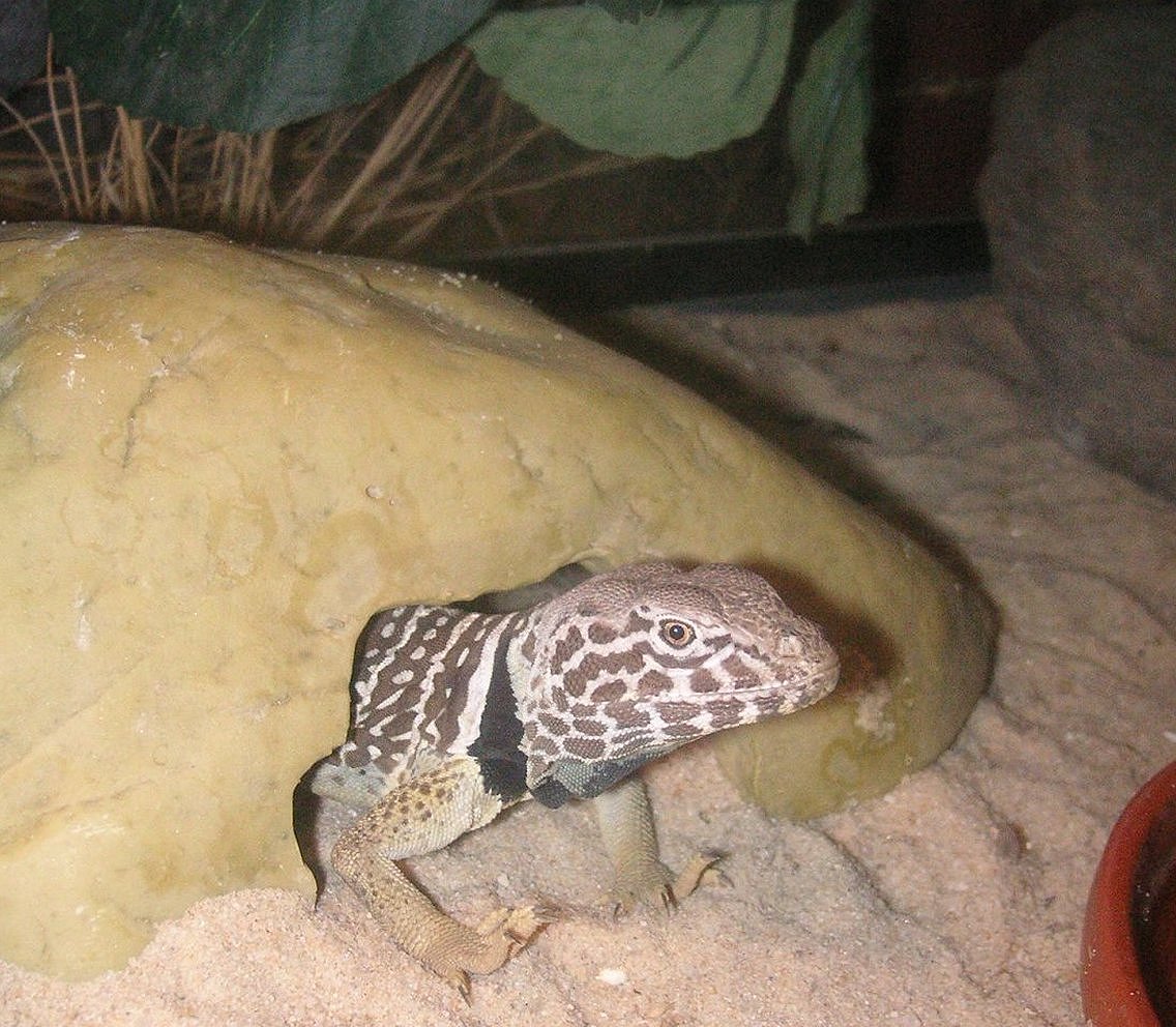 Chino   after brumation 2 weeks ago.