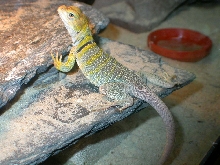 Chinook female C. Collaris