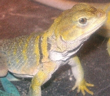 My Chinook, so pretty