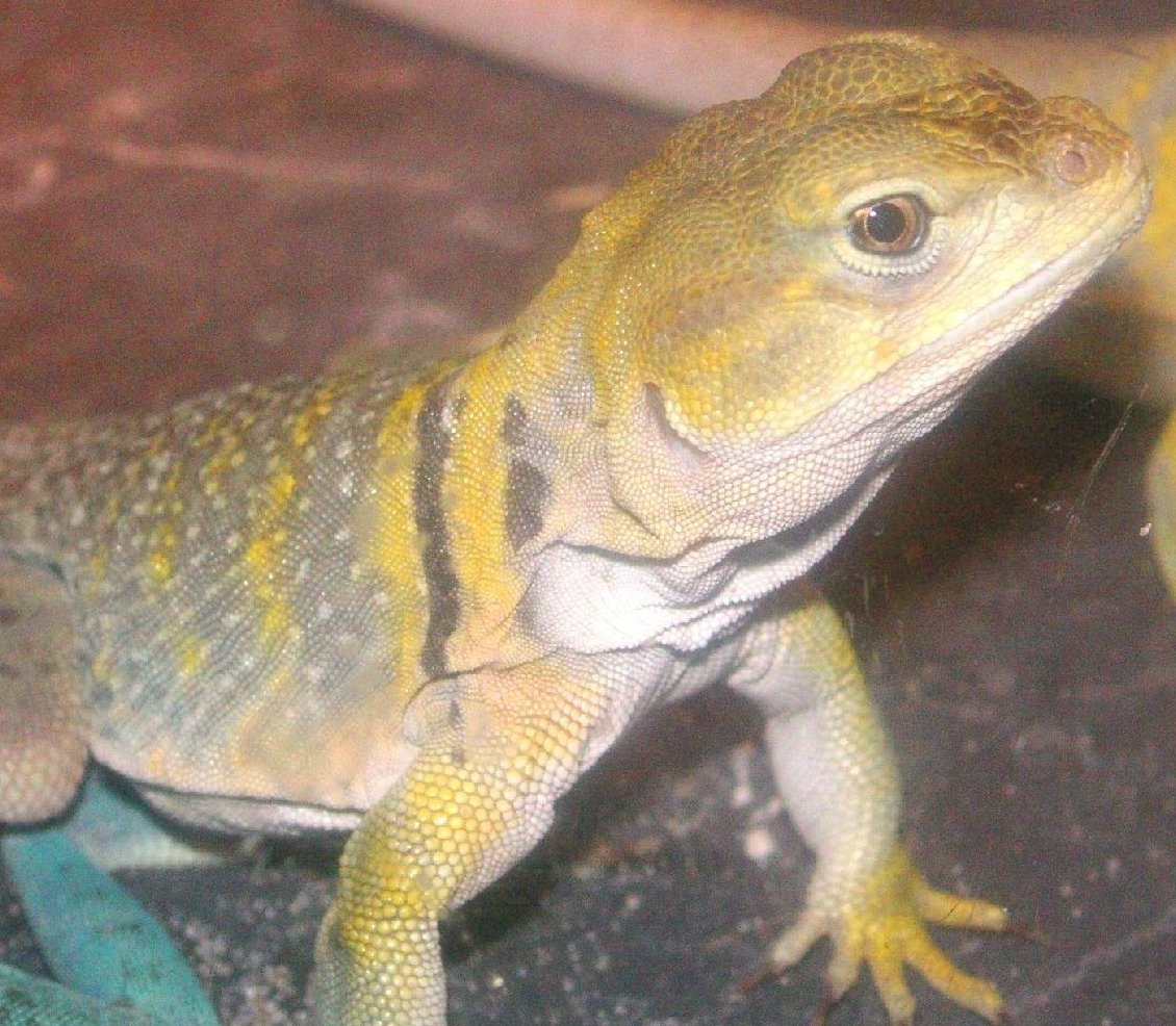 My Chinook, so pretty