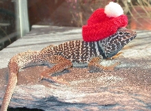 Last years hat :0)  Chino male C. vestigium