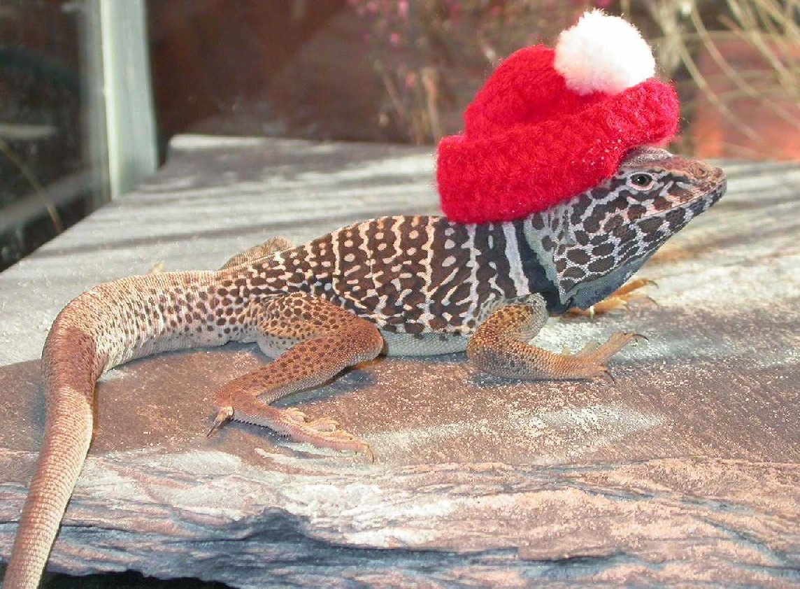 Last years hat :0)  Chino male C. vestigium