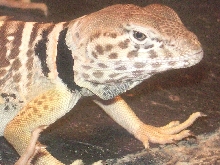 Chippewa, male C. vestigium matures