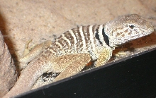 Chippewa, my youngster   C. vestigium