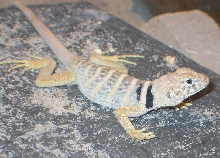 Chippewa (going to shed)