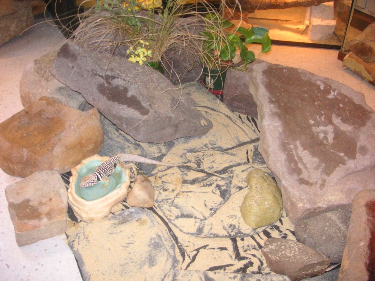 Chippewa at the watering hole