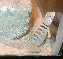 Chippewa getting ready to shed