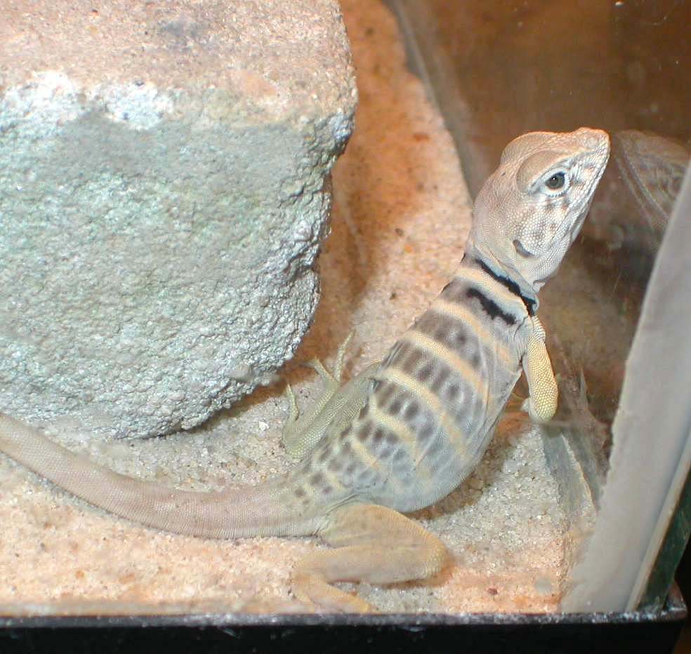Chippewa getting ready to shed