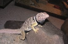Chippewa ,  Chino and Chia's 11 month old son