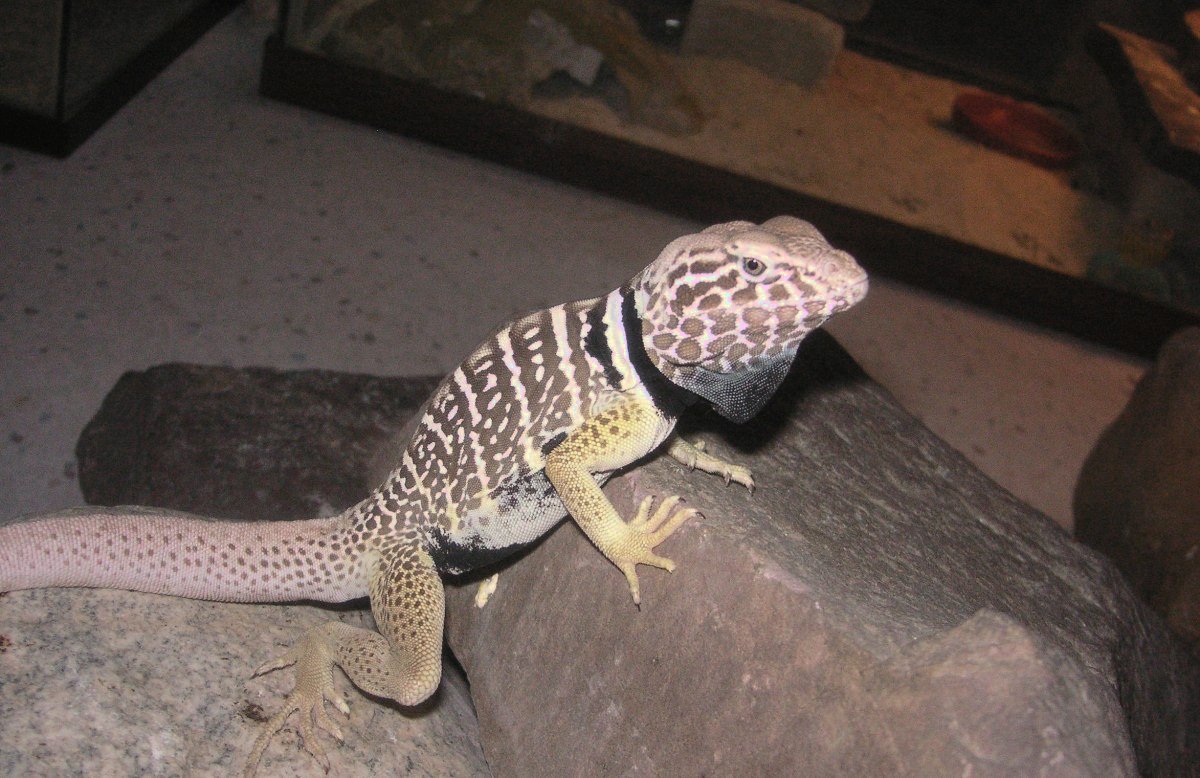 Chippewa ,  Chino and Chia's 11 month old son