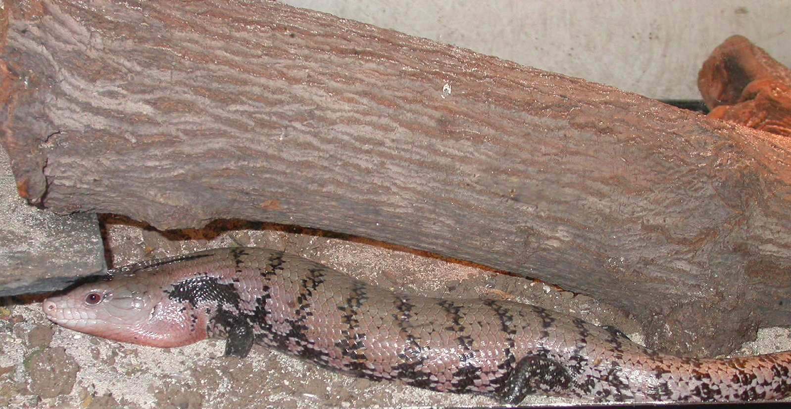 Chiquita watching me