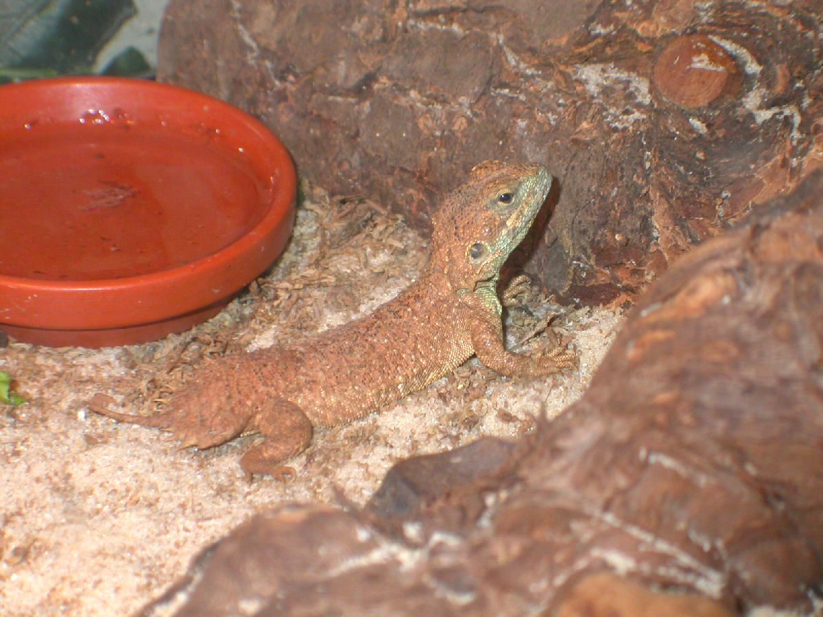 Chiumbo , male shield tail agama