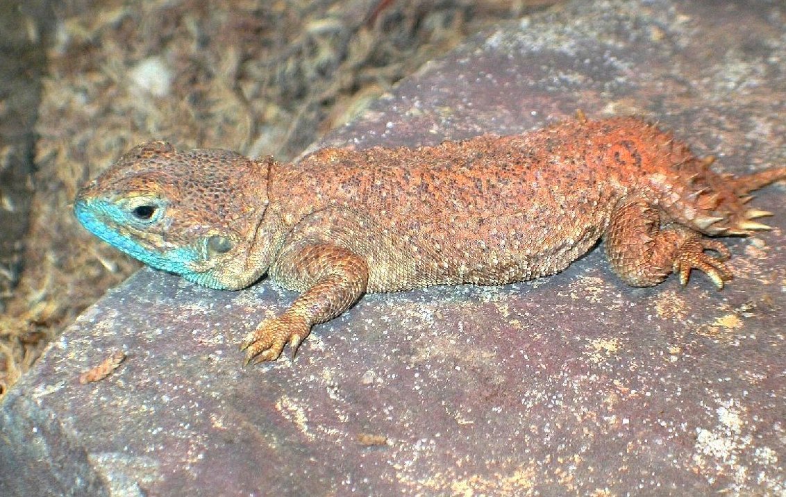 Chiumbo arrives * Xenagama taylori