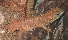 Little Chiumbo Xenagama taylori