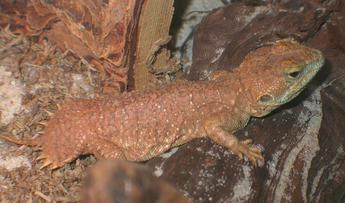 Little Chiumbo Xenagama taylori