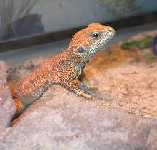 Chiumbos cute face :0)