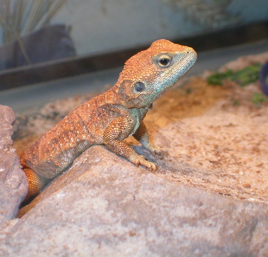 Chiumbos cute face :0)