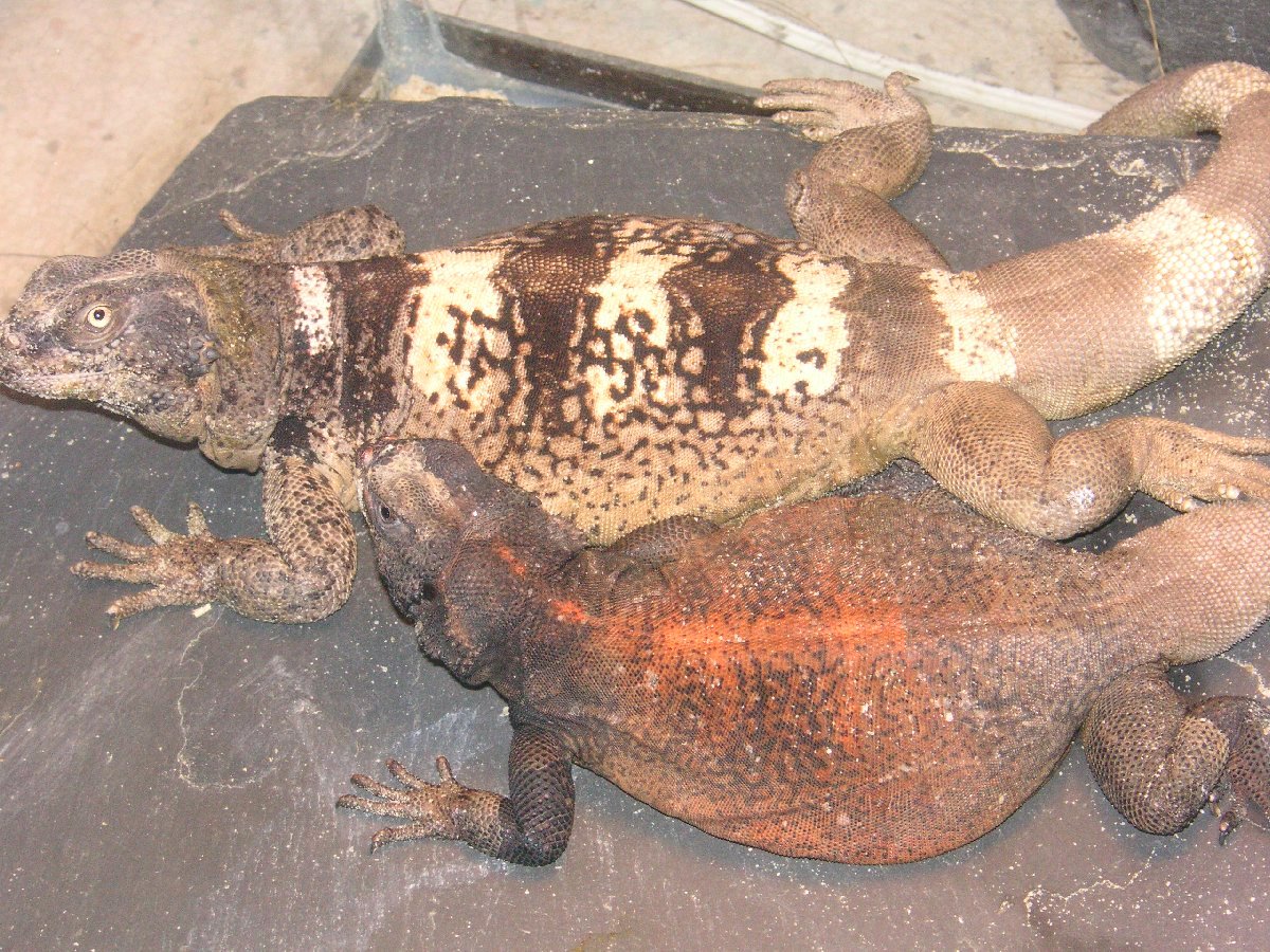 Chewalla and Grebster still  chucking good  pals