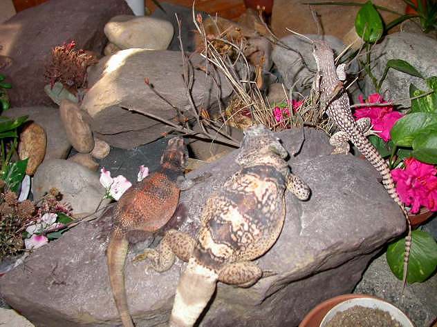 2 Chucks & A  Desert Iguana