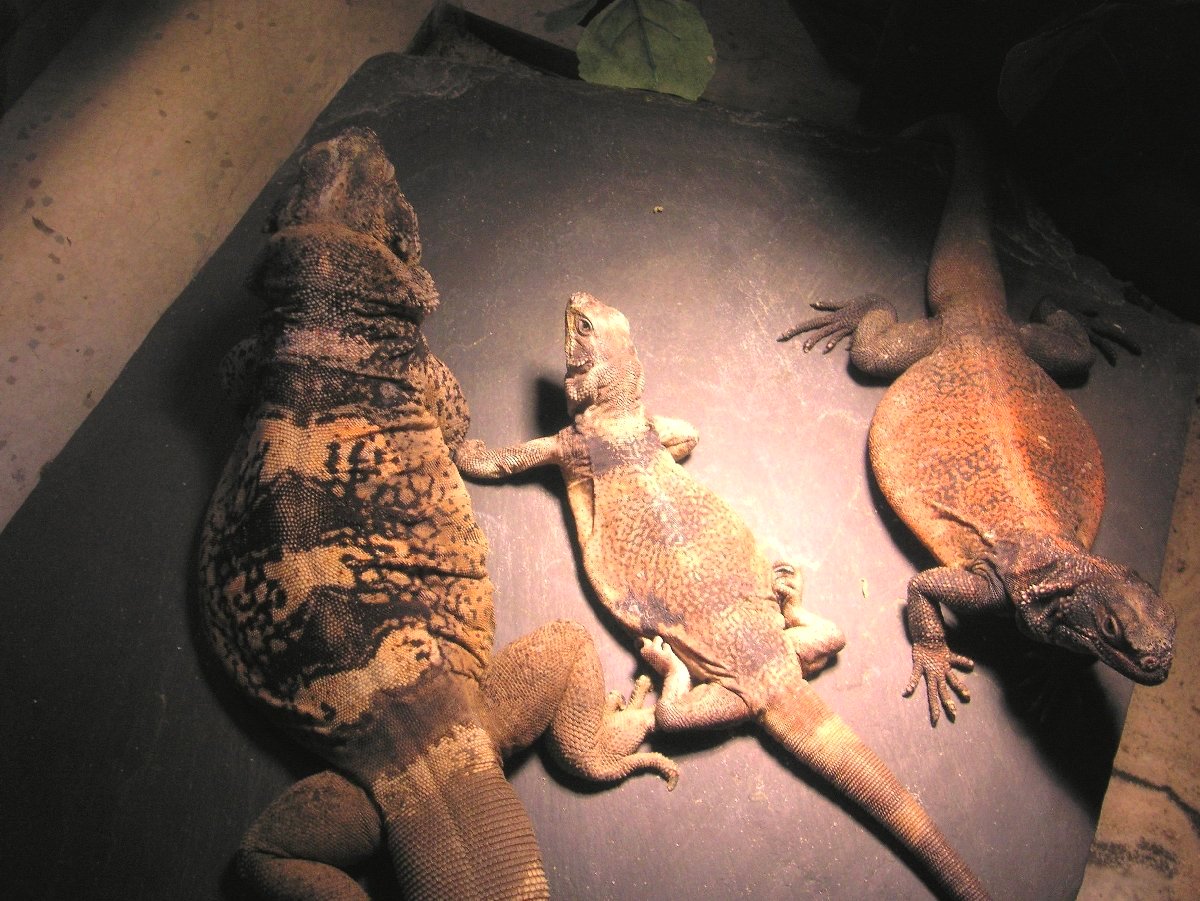 Dark but cute Chewalla, Hooty and Grebster