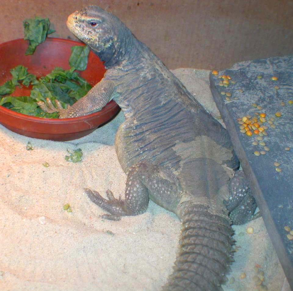 Cleo  * female egyptian uromastyx