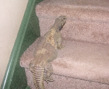 Cleo going upstairs   :0)