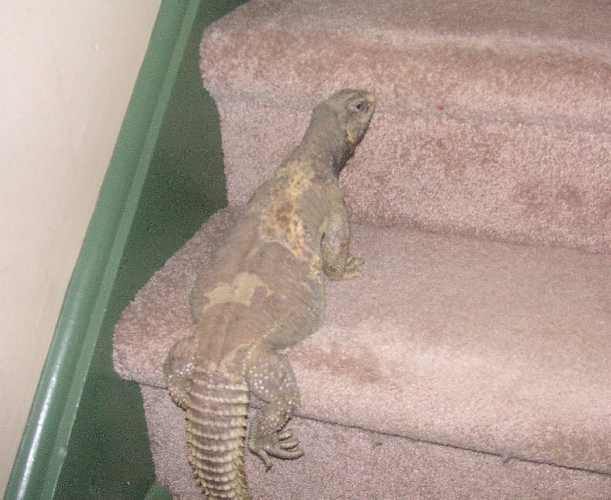 Cleo going upstairs   :0)