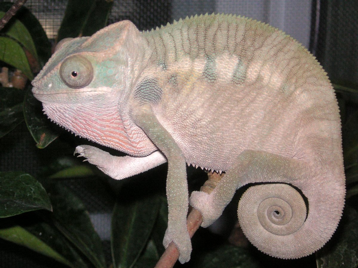 Coconut is turning into a Dollbaby