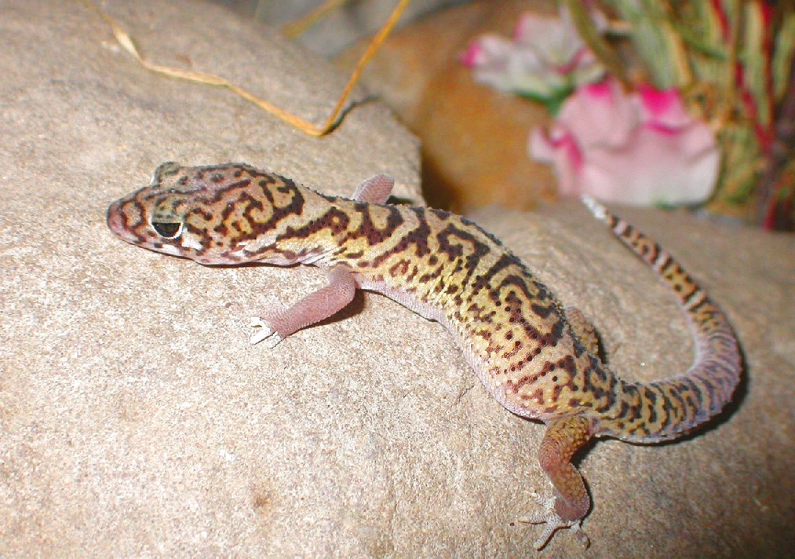 Meet  Cringle