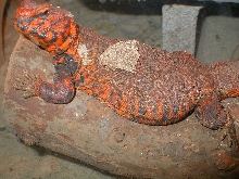 Crispy so orange
