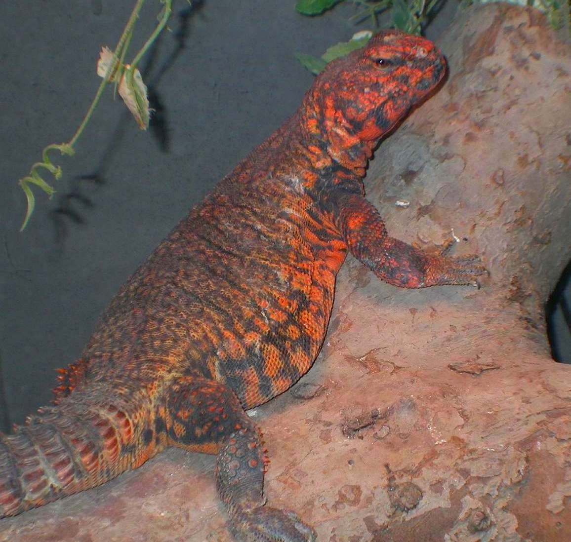 Crispy  male saharan