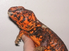 Crispy handsome & Orange