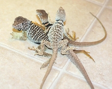 Dad and daughters  * Kaboom and Chinoza who is a hybrid mom was C. bicincto