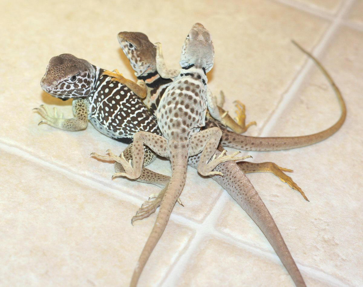 Dad and daughters  * Kaboom and Chinoza who is a hybrid mom was C. bicincto